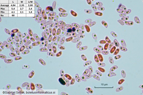Phlebia rufa