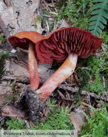 Cortinarius cinnabarinus