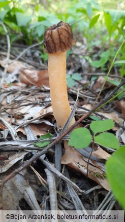 Verpa bohemica