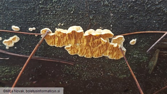 Pseudomerulius aureus