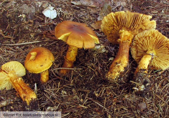 Cortinarius callisteus