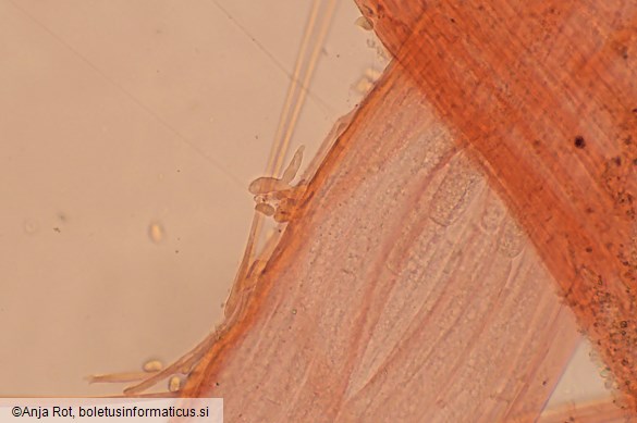 Mycena leptocephala