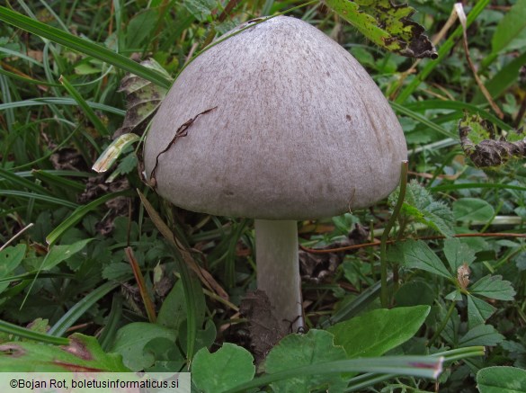 Volvopluteus gloiocephalus