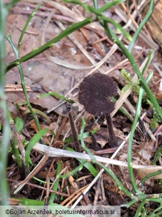 Auriscalpium vulgare