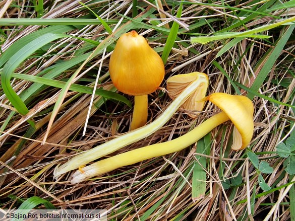 Hygrocybe acutoconica