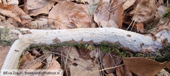 Vuilleminia comedens