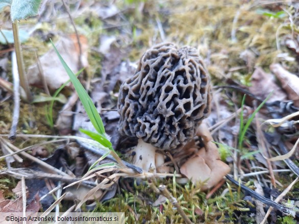 Morchella vulgaris