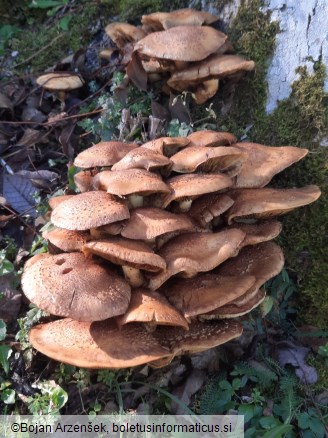 Pholiota squarrosa
