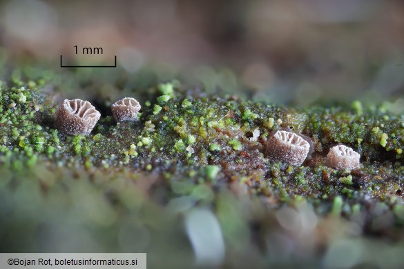 Resupinatus trichotis
