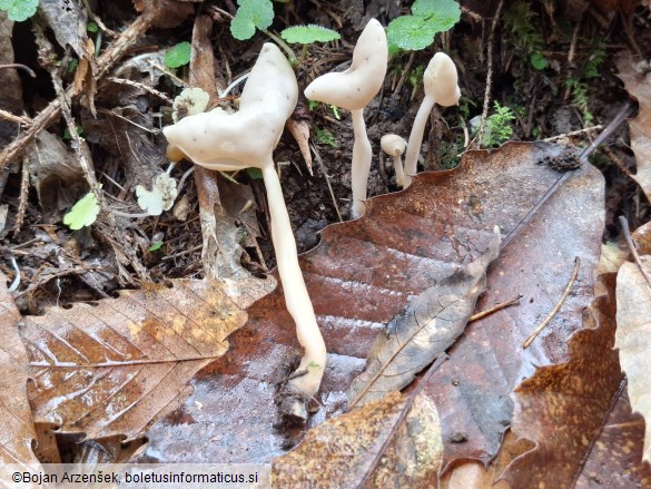 Helvella elastica