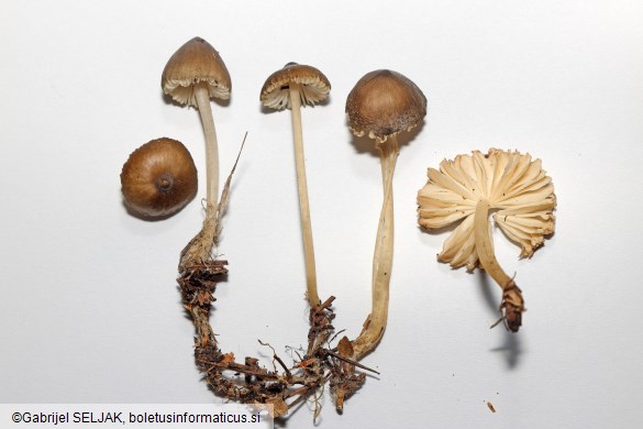 Pseudohydropus floccipes