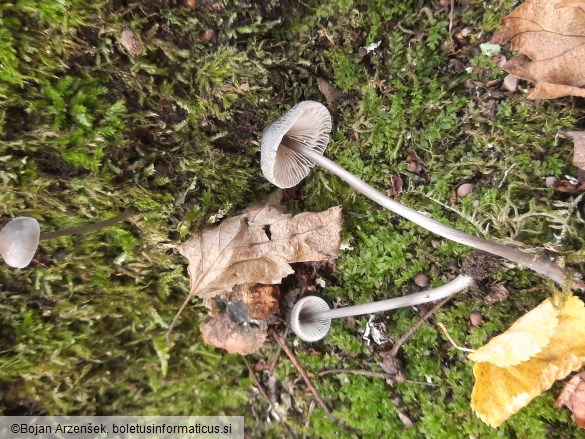 Mycena polygramma