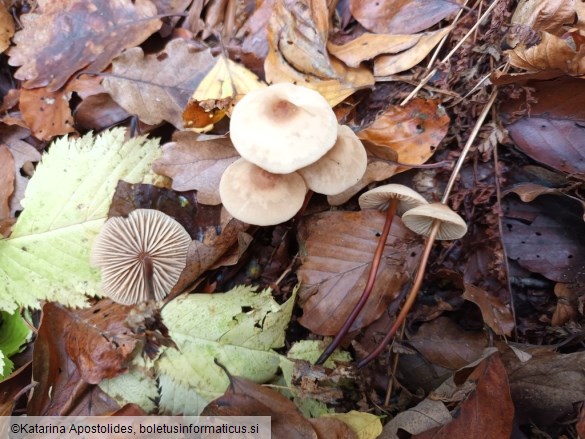 Marasmius cohaerens