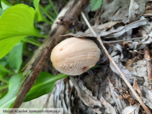 Coprinellus domesticus