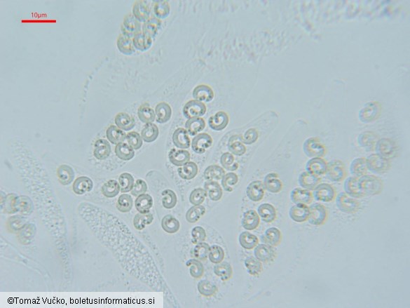 Eutypa crustata