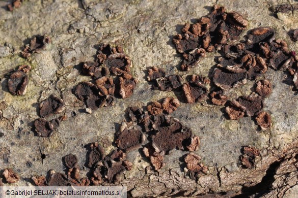 Hypoxylon cercidicola