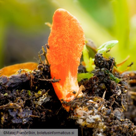 Cordyceps militaris