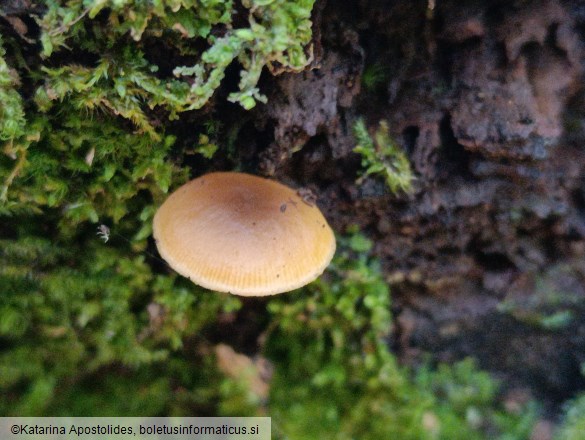 Callistosporium luteo-olivaceum