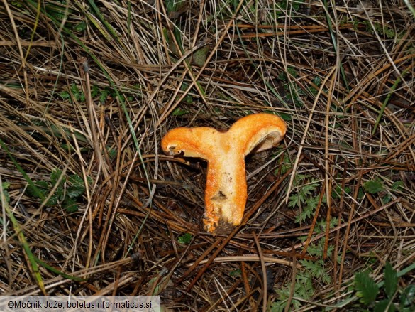 Lactarius deliciosus