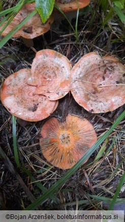 Lactarius deliciosus