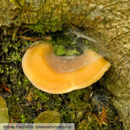 Hohenbuehelia petalodes