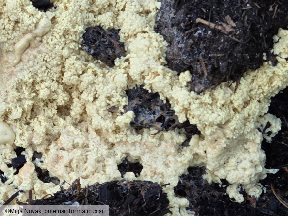 Didymium mucilago