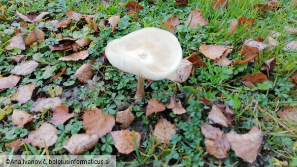 Xerula radicata
