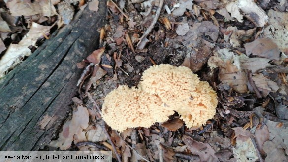 Ramaria flava