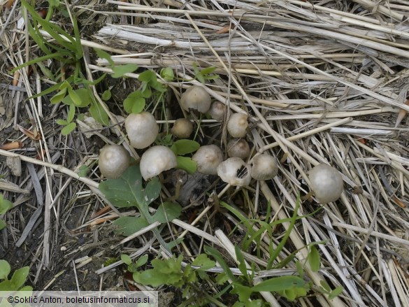 Psathyrella potteri