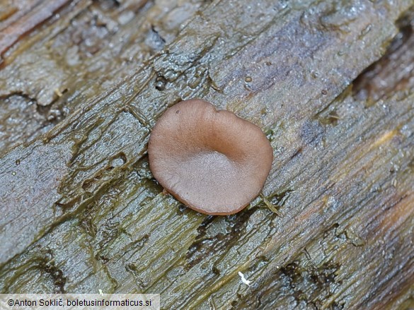 Pachyella lazzariana