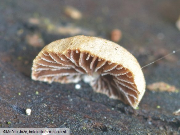 Deconica horizontalis