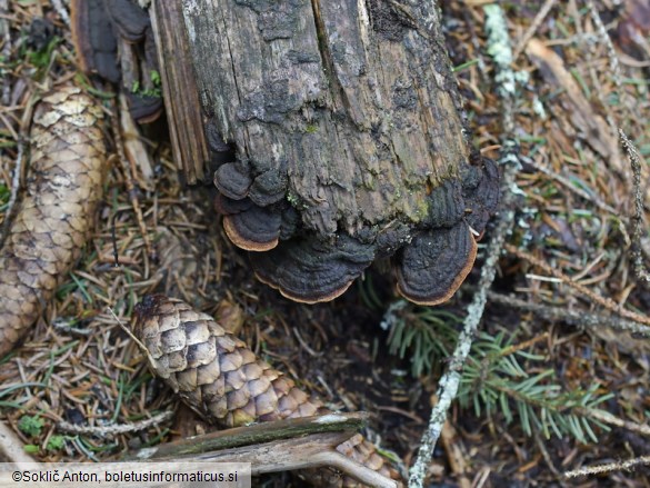 Phellinus viticola