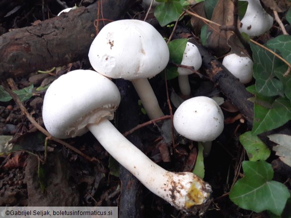 Agaricus xanthodermus