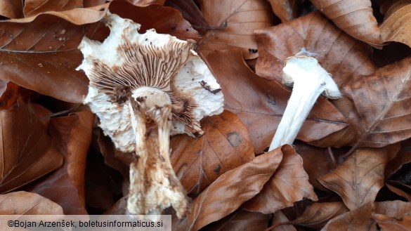 Hebeloma sinapizans