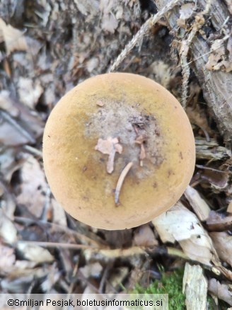 Boletus mendax