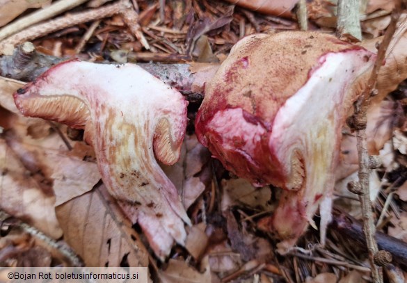 Chalciporus rubinus