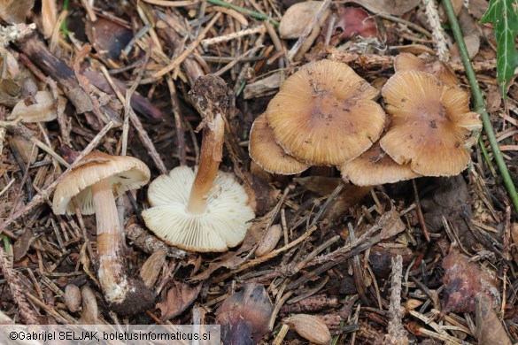Inocybe assimilata