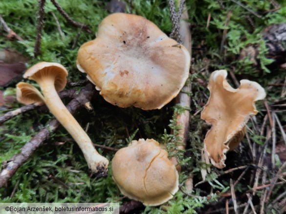 Cantharellus amethysteus