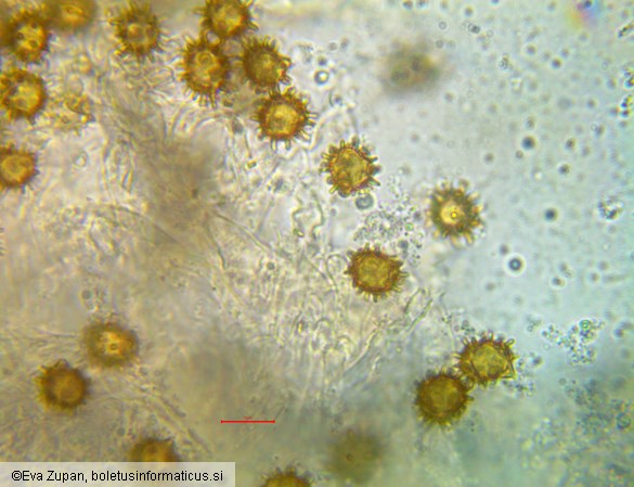 Inocybe calospora