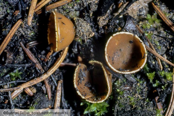 Geopyxis carbonaria