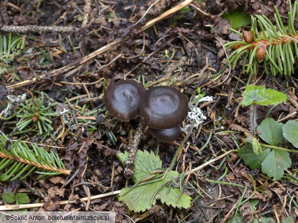 Mycena flos-nivium