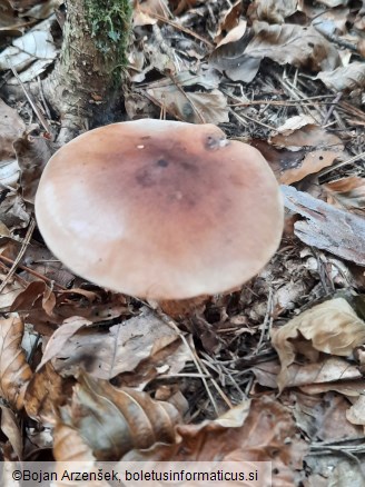 Tricholoma pseudonictitans