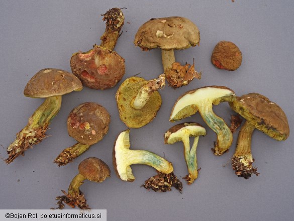 Xerocomellus pruinatus