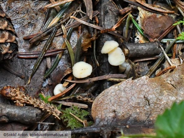 Cudoniella tenuispora