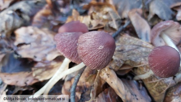 Psathyrella bipellis
