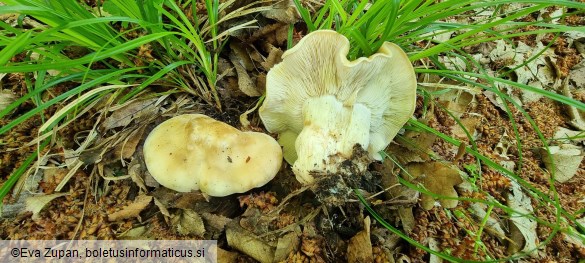 Calocybe gambosa