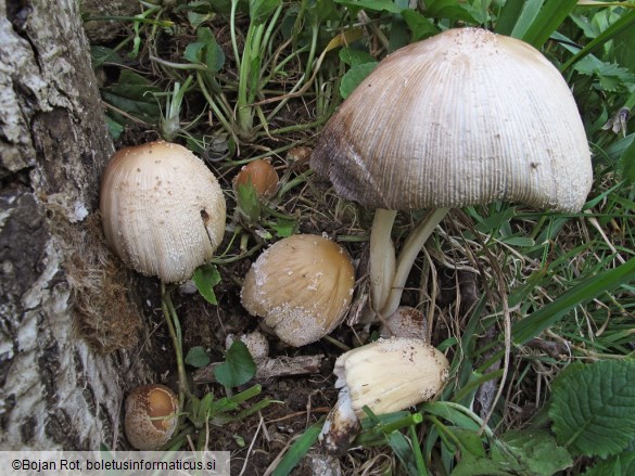 Coprinellus domesticus
