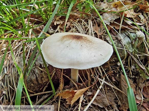 Pluteus petasatus