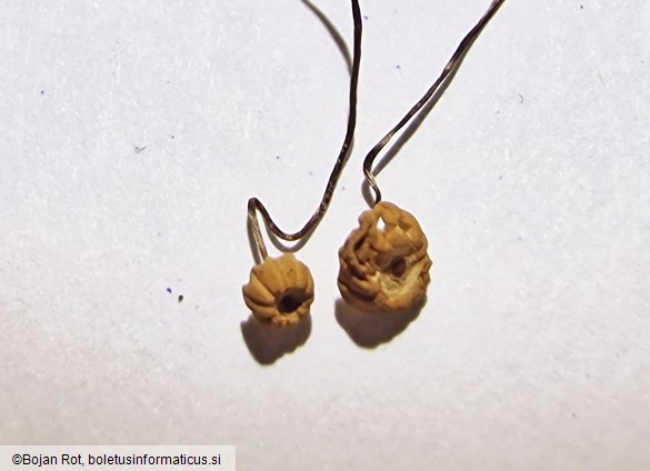 Marasmius bulliardii