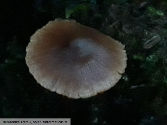 Cortinarius flexipes